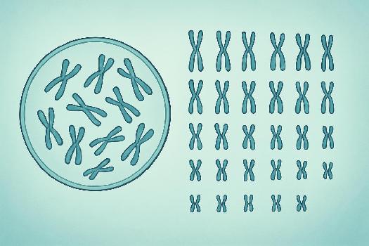 Le Caryotype Humain : Une Fenêtre sur Nos Chromosomes