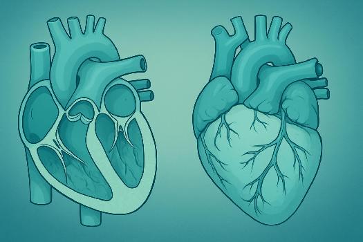 Le Cœur: Structure et Fonctionnement