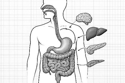 L'Organisation du Système Digestif Humain