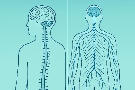 Organisation du Système Nerveux : Une Vue d'Ensemble