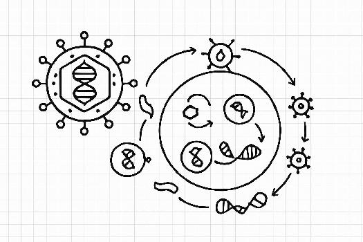 Structure et Réplication des Virus : Comprendre l'Essentiel